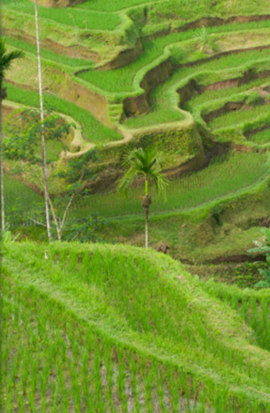 Ubud Bali Tour2